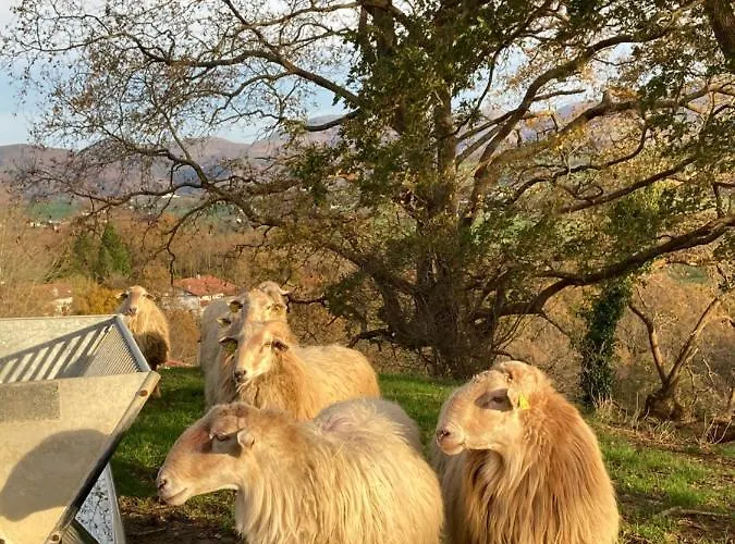 Lägenhet Aguilera 2 A 4 Pers Biarritz